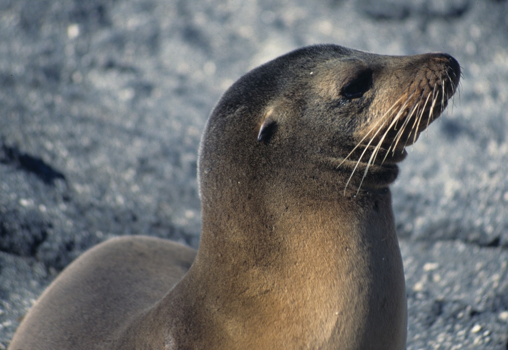 https://commons.wikimedia.org/wiki/File:Gal%C3%A1pagos_sea_lion-_portrait_with_a_double_chin_(5759226472).jpg